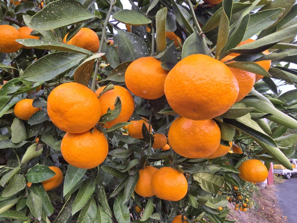 専用❤レア♥みかん♥もちぷに♥規格外…大きなブランケット☆Ｗボアケット♥ 専用❤超レア♥みかん♥もちぷに♥規格外…大きなブランケット☆W