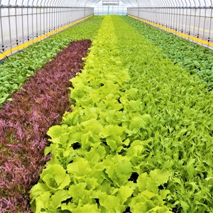 サラダミニセット　植物性で育てた完全無農薬の葉野菜ブランド 有機JAS