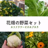 カリフラワー＆小かぶ入り！まるで花畑の野菜セット【80サイズにぎゅっと】