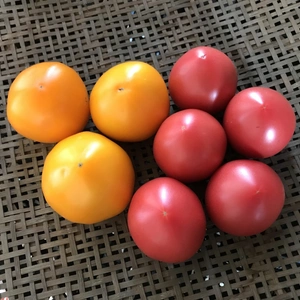 ログログ完熟トマト☆2色のセット