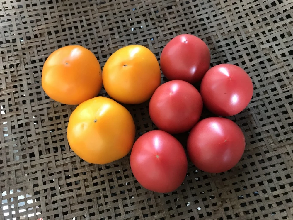 ログログ完熟トマト☆2色のセット