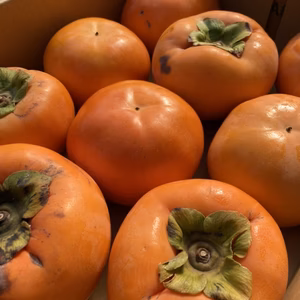 【送料無料】富有柿　訳あり品　L〜3L  2㎏以上