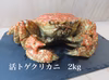 シーズン到来！！［生きたまま発送］1月発送　活トゲクリガニ　オス2kg