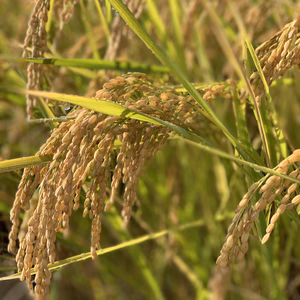 栽培期間中農薬除草剤無コシヒカリ(玄米)はぜかけ米 5kg 食味値87点Aランク