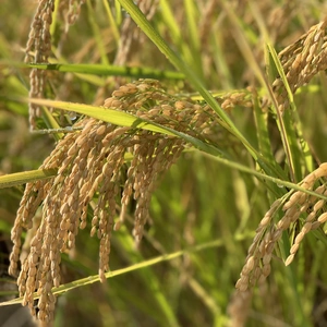 栽培期間中農薬除草剤無コシヒカリ(玄米)はぜかけ米 2kg 食味値87点Aランク