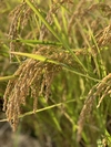 栽培期間農薬除草剤無コシヒカリはぜかけ米 食味値85点Aランク