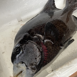 【魚突き】捕獲動画あり　イシガキダイ3.0kg鱗、下処理済み