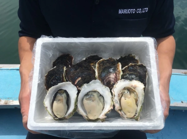 【超極濃】長崎県 五島列島産 生食用岩牡蠣(10個入）