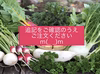 初夏のおまかせ野菜セット※追記ご確認ください