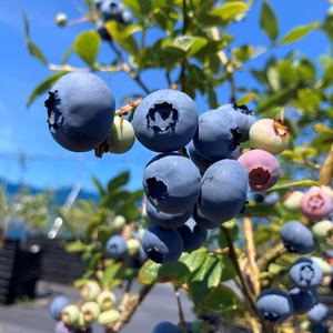 【贈答用】樹上完熟「魚沼ブルーベリー」1kg（250g×4パック）