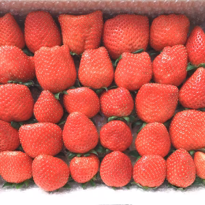 お徳用いちご850g～大きさそれぞれ♪品種それぞれ♪～【埼玉県羽生市産】