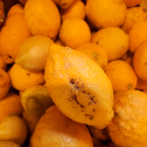 訳ありレモン4㌔　ワックス不使用　　皮まで安全安心