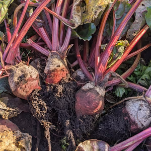 甘いっ！ Ekaiのビーツ（栽培期間中に農薬・肥料不使用）