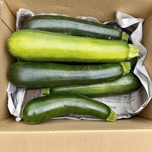 無くなり次第終了。！無農薬の「はねだしズッキーニ！」