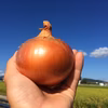 子どもたちを育てる♪美味しい！完熟たまねぎ 10kg　淡路島野口ファーム