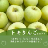 トキ　りんご　黄色りんご　美味しいりんご　ギフト　家庭　おすすめ　旬のりんご