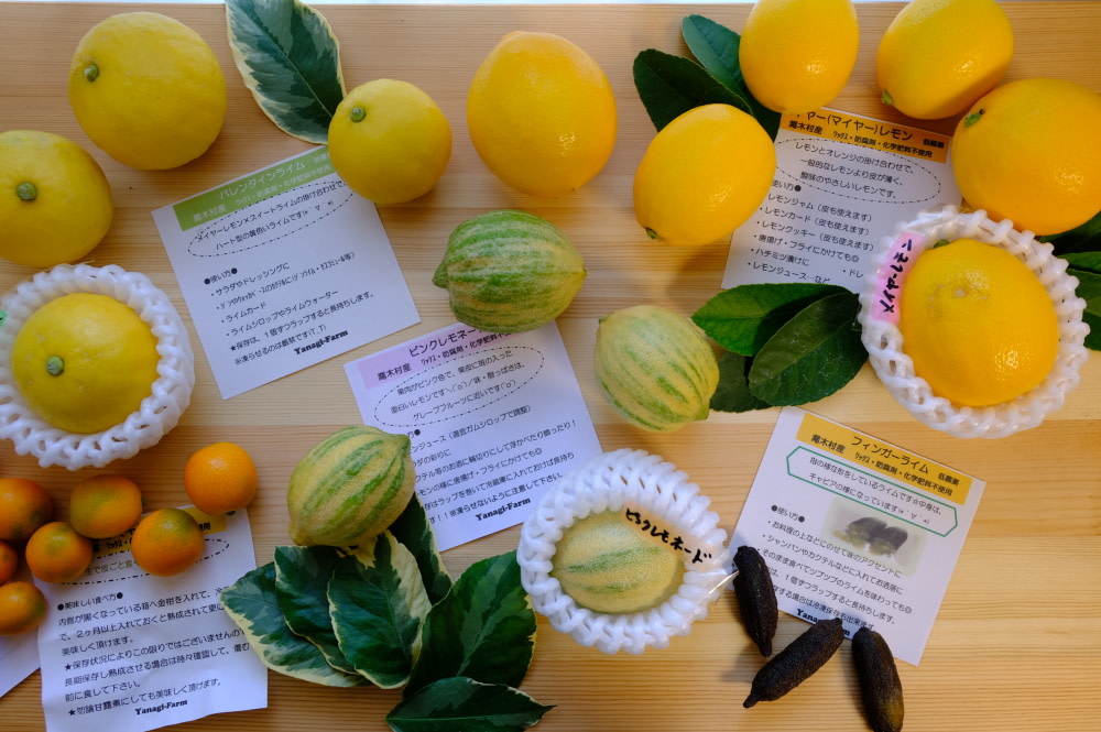 美味しい可愛い レモンの葉っぱドーナツ スペインのレシピをご紹介します 農家漁師から産地直送の通販 ポケットマルシェ
