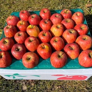 丸かじりがオススメ「スリムレッド」５ｋｇ