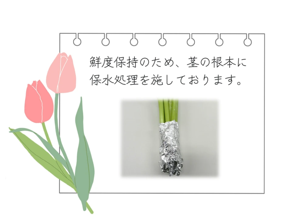 予約販売】フラワーファームしろねのチューリップ 10本 ｜花・観葉植物