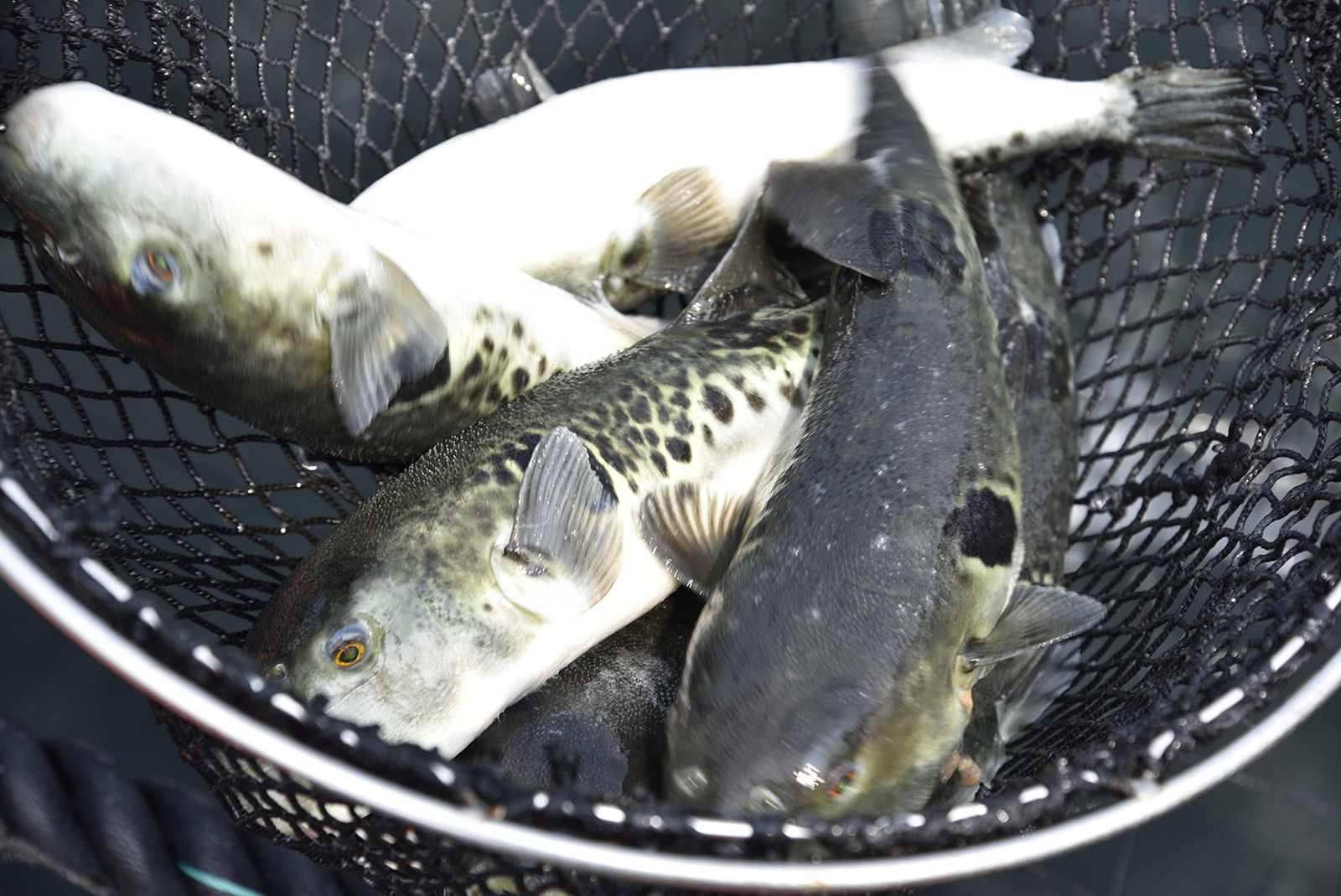 ふるさと納税 大分県 佐伯市 ストックする ふぐちり (約600g・約300g×2