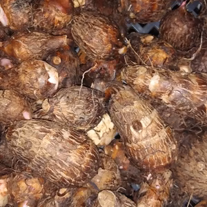 「秋」を先取り！赤芽里芋