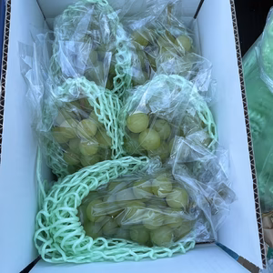 青や緑色袋を被せて旬を遅くし甘味と美味しさが増したシャイマスカットをどうぞ。