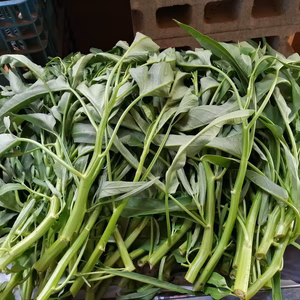 シャキシャキ食感、採りたて空芯菜！！（80サイズ箱いっぱい）