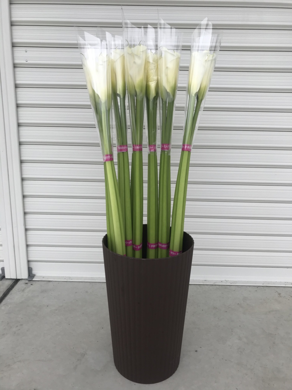 最高等級 カラー ウェディングマーチ Mサイズ 75cm 高級品を産直で 農家漁師から産地直送の通販 ポケットマルシェ