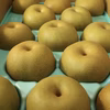 【贈答用】長野県産 幸水梨 10kg（20〜30玉）