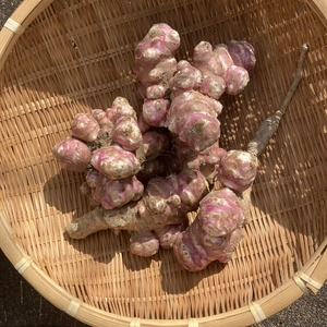 紫キクイモ3kg   無農薬
