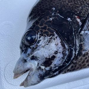 【魚突き】動画あり　クチジロ（イシガキダイ）2.1kg鱗、下処理済み