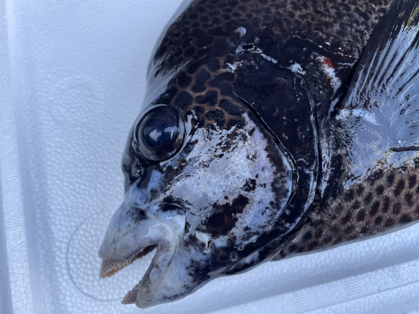 【魚突き】動画あり　クチジロ（イシガキダイ）2.1kg鱗、下処理済み