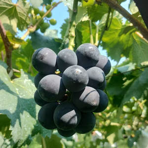 濃厚　皮ごと食べられるナガノパープル 　秀品 【日時指定不可