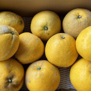 みかん王国の河内晩柑 「わけあり」4kg