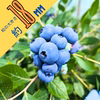 【中粒】食べたらわかる！甘くて大きなブルーベリー！
