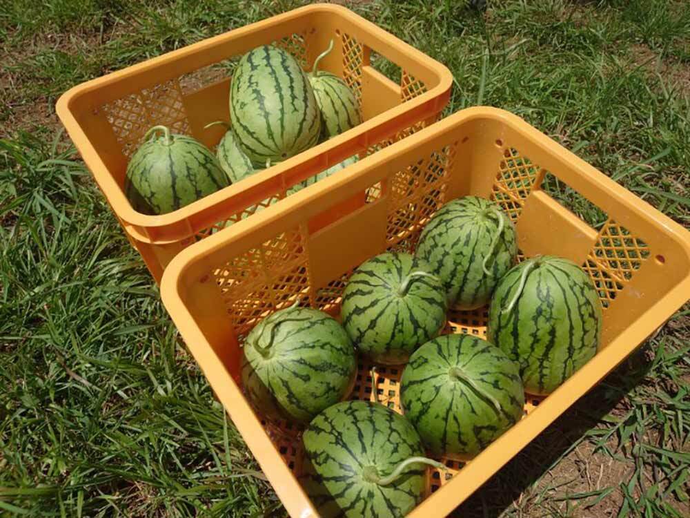 自然栽培のスイカ (大玉・固定種) ７kg前後　畑での肥料・農薬・除草剤不使用 単品🏣ゆうパック】スイカ🍉大玉🍉8キロサイズ☆大玉☆Lサイズ