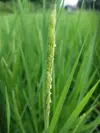 【令和2年度新米】新潟県認証特別栽培コシヒカリ　玄米10キロ