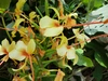 ジンジャー 球根　キバナシュクシャ　芳香の蝶々花