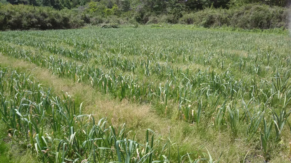 2022年産　青森県産 自然栽培 にんにく  無肥料 無農薬 黒にんにく作りに