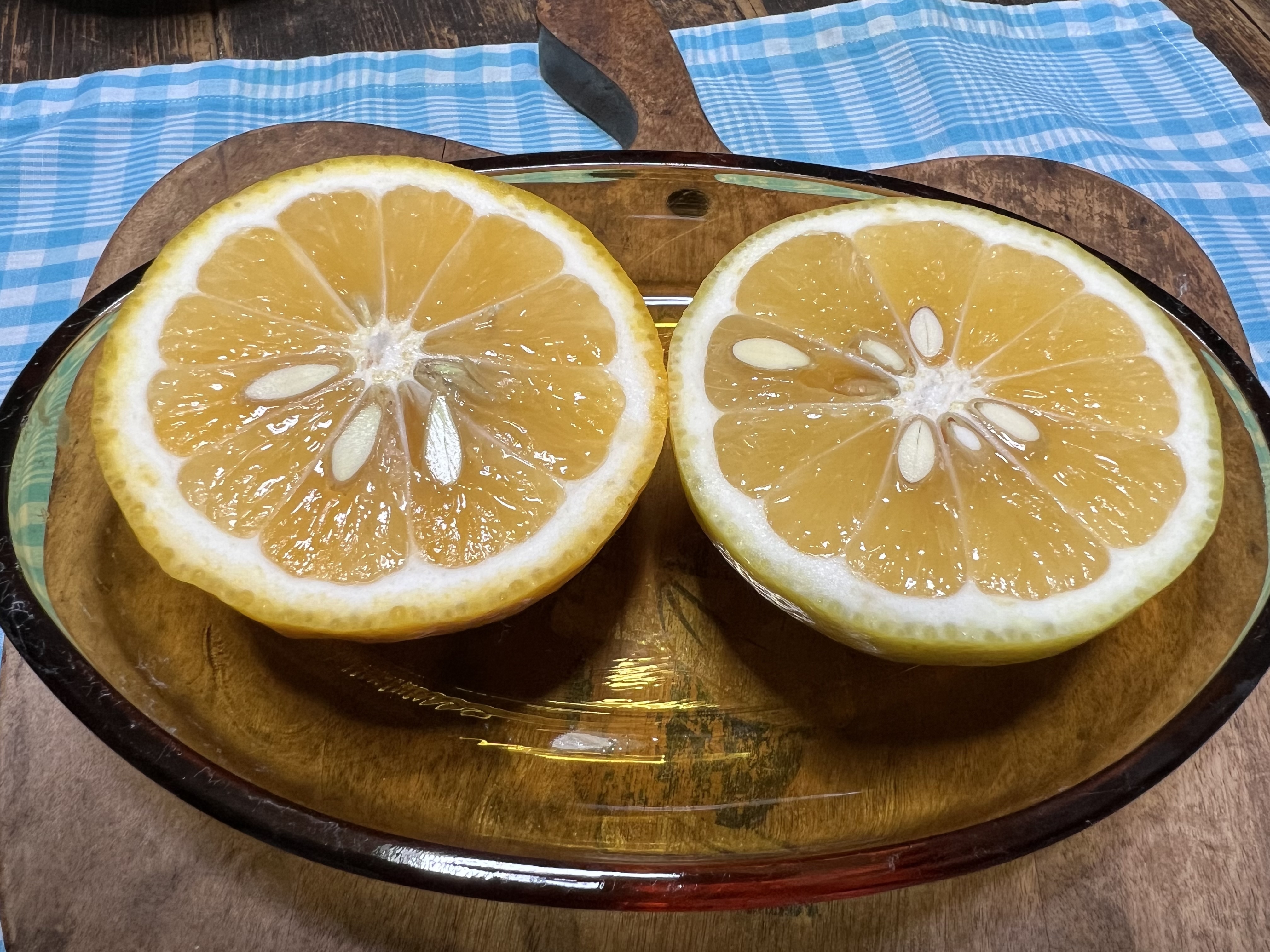 高品質 農薬不使用 南伊豆のニューサマーオレンジ 5kg＜箱売り オレンジ