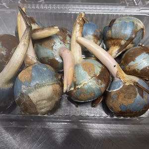 クワイ(自然栽培、自家採種)