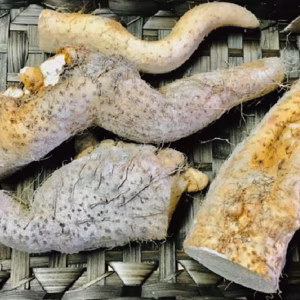 【送料一律便】お買い得！訳あり自然薯太め中心(カット物) たっぷり1kg〜