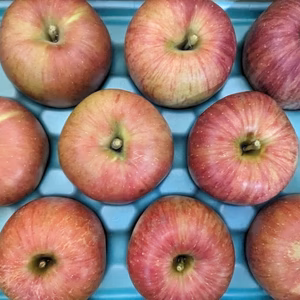 訳ありあいかの香り　3kg