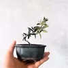 【父の日ギフトにも◎】手のひらサイズ　種から育てたオリーブミニ盆栽 (PS196