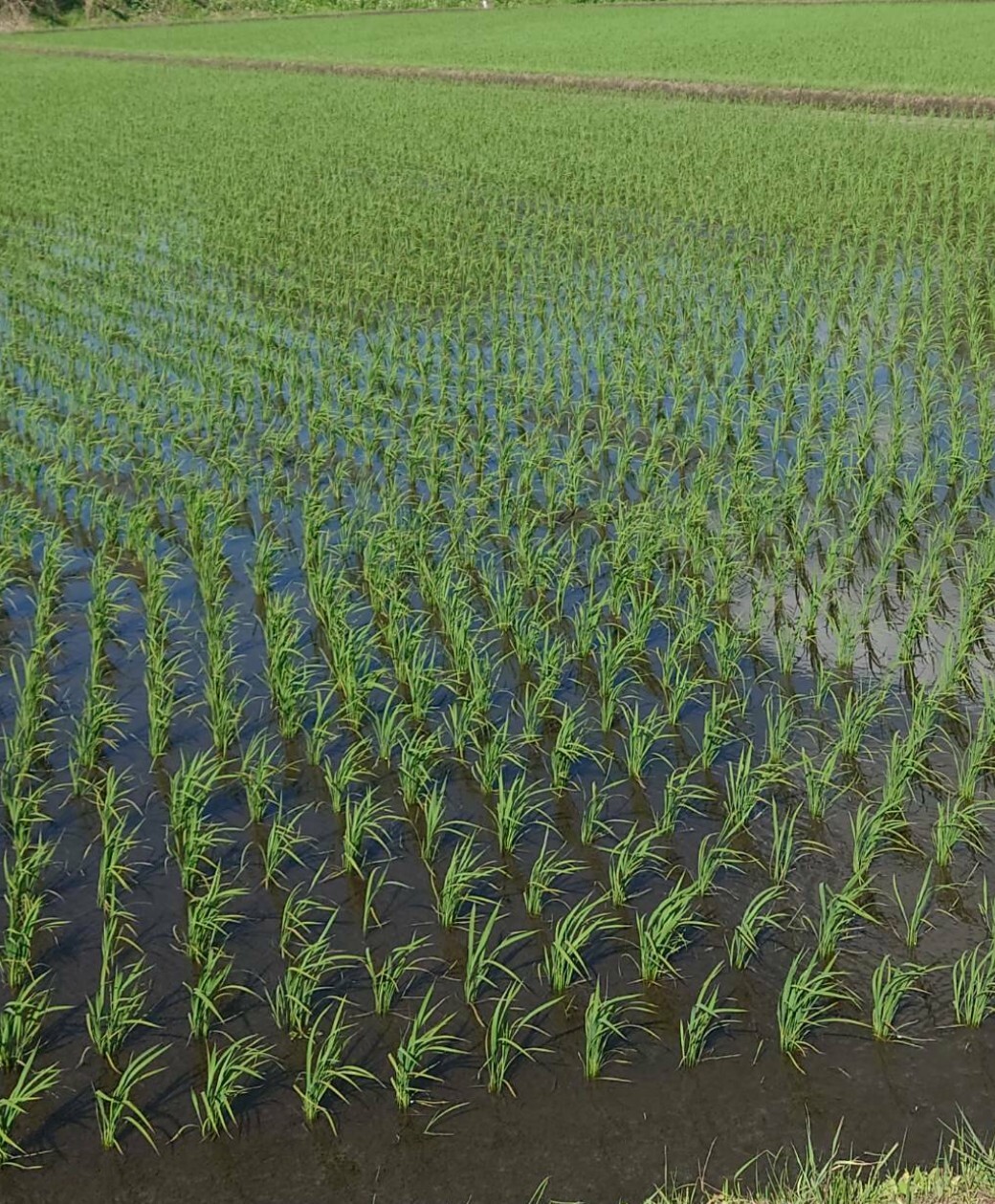 新米玄米30kg】令和7年度宮城県産ひとめぼれ「環境保全米