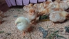 【お試し2パック】純国産鶏の平飼い有精卵！木漏れ日農園のもみじ卵