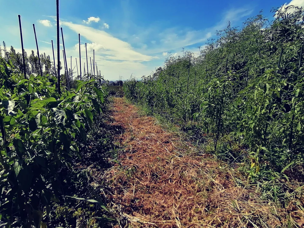 朝採り直送、季節の露地野菜セット(農薬不使用)