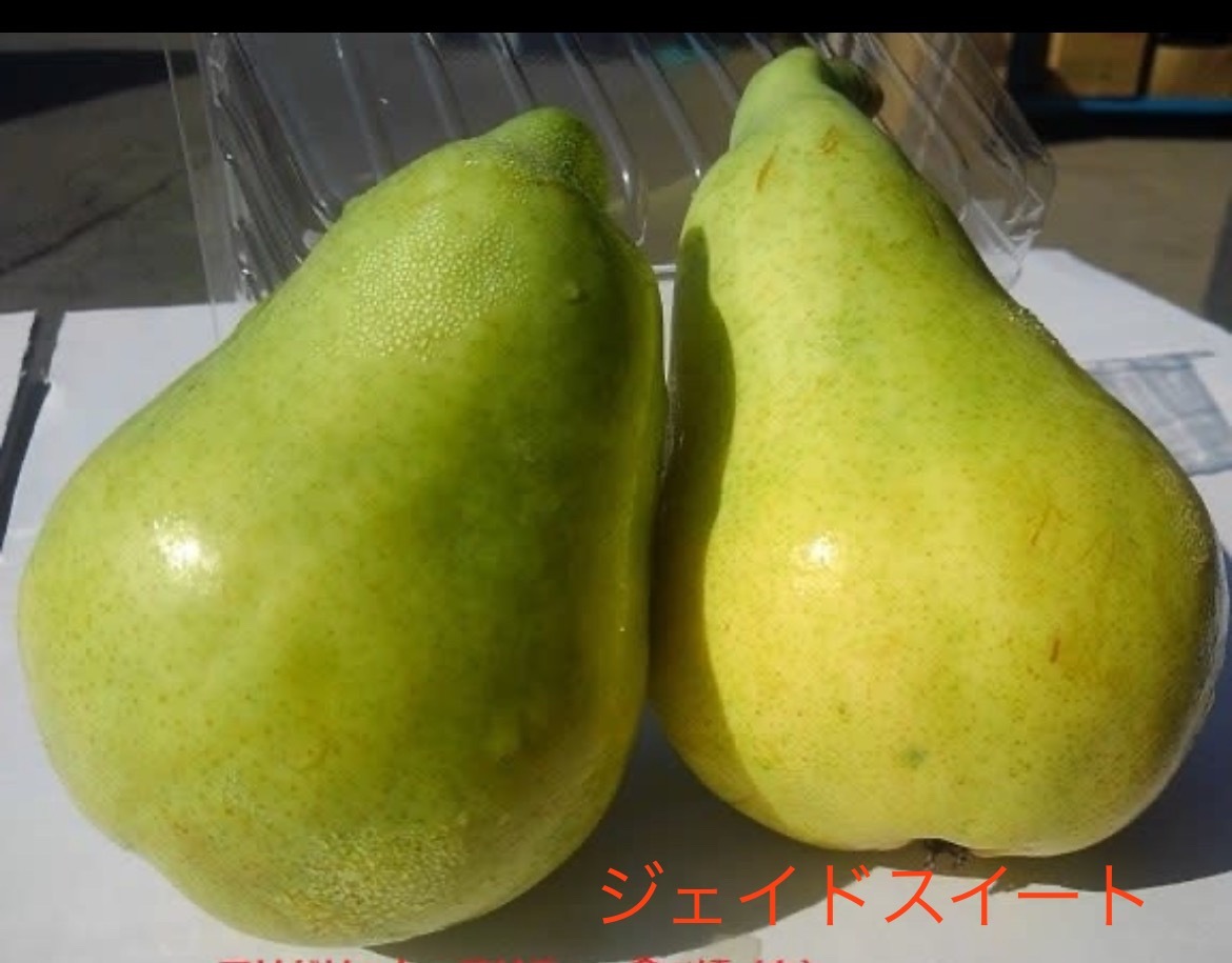 甘くとろける洋梨✨『ジェイドスイート』家庭用 約2kg(5〜6個)