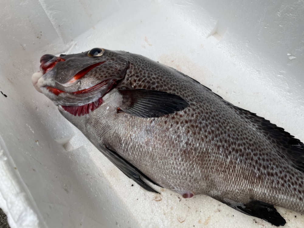 魚突き アジアコショウダイ1 7kg 鱗 下処理済み 農家漁師から産地直送の通販 ポケットマルシェ