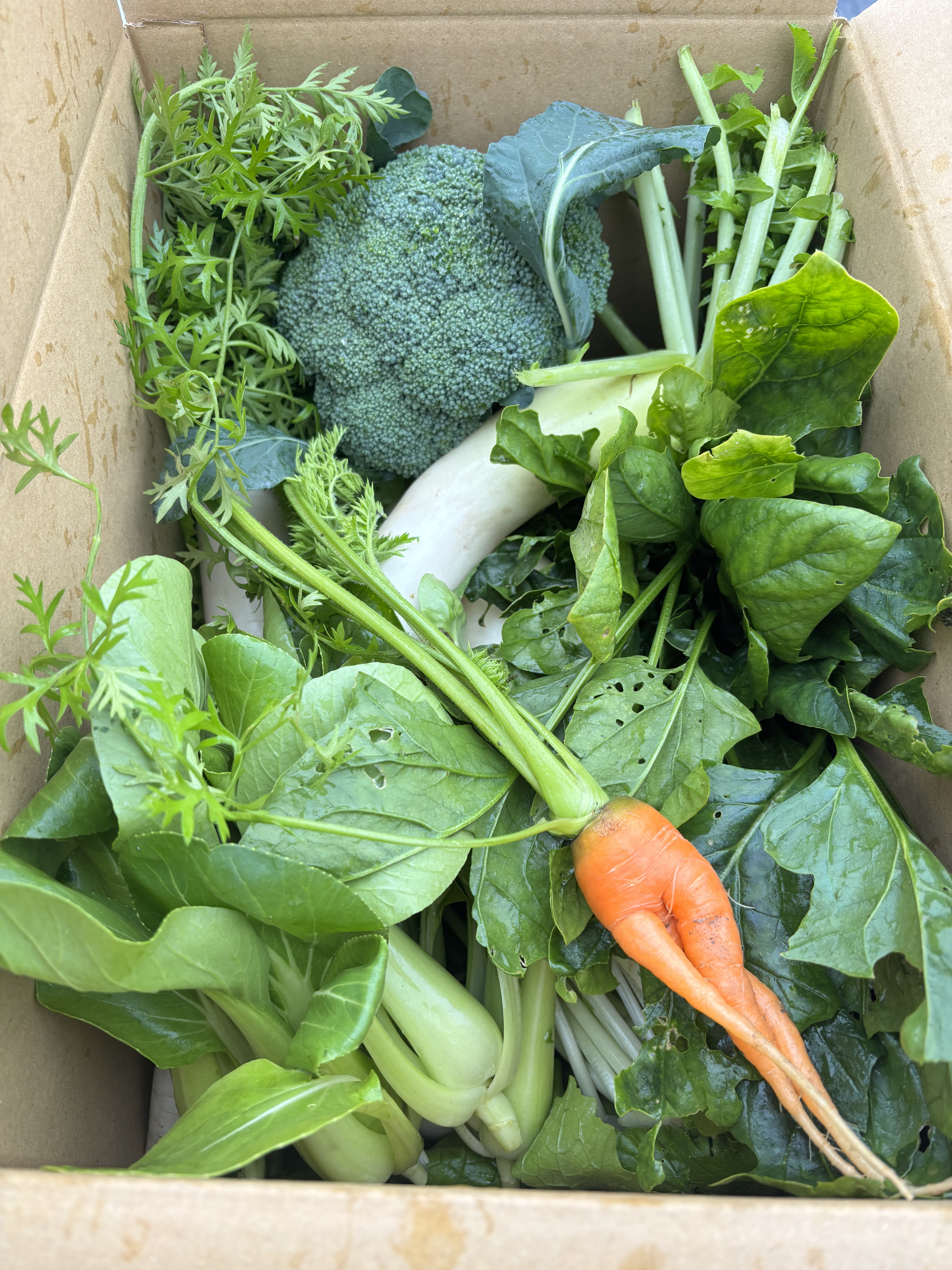 岡山県産朝採り野菜セット｜ブロッコリー・カリフラワーの商品詳細